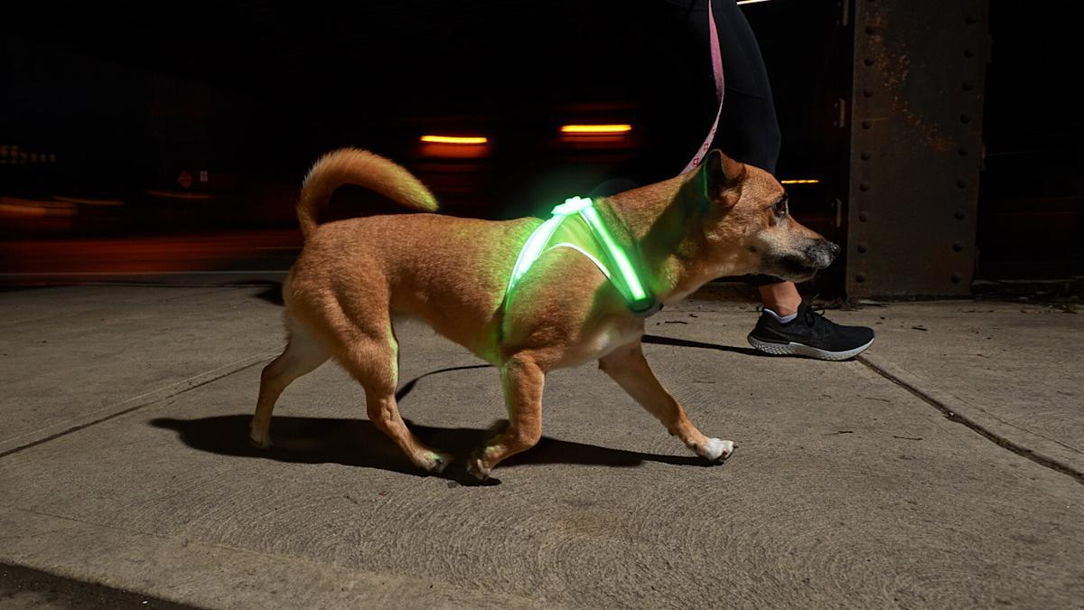 Light-Up Dog Harness Factory: How Integrated Illumination Systems Improve Night Visibility and Product Reliability