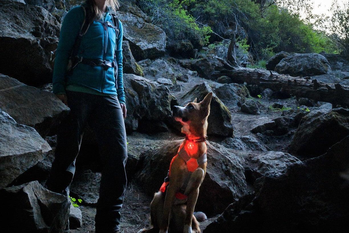 Rechargeable LED Dog Harness: How Stable Power Systems Improve Night Safety and Product Lifespan